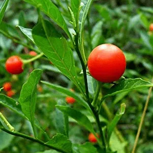animal herbals